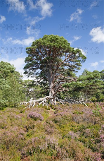 Scots pine