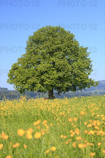 Lime tree