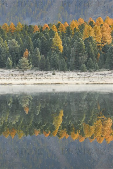 Larch and spruce forest on Lake Stazersee
