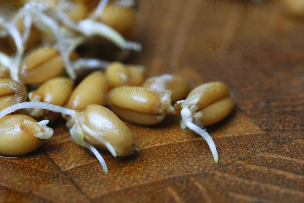 Wheatgerms