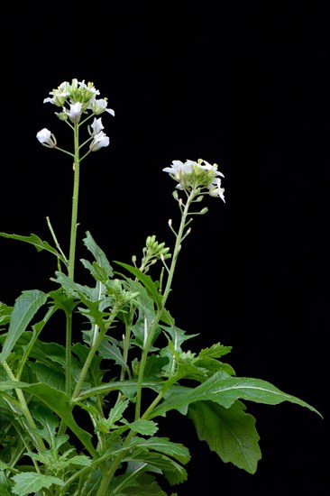 White rocket