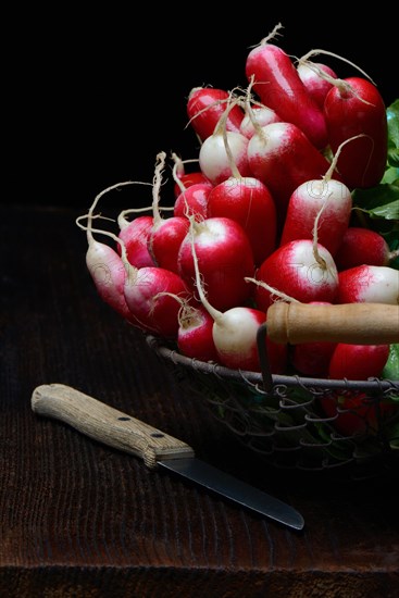 Red-white Red Radish
