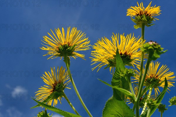 Elecampane
