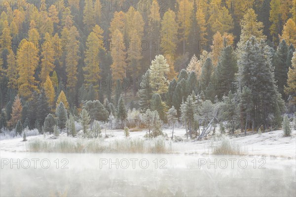 Larch and spruce forest on Lake Stazersee
