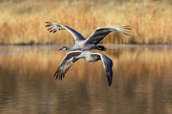 Sandhill crane