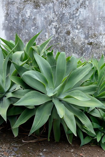 Swan-neck Sagave