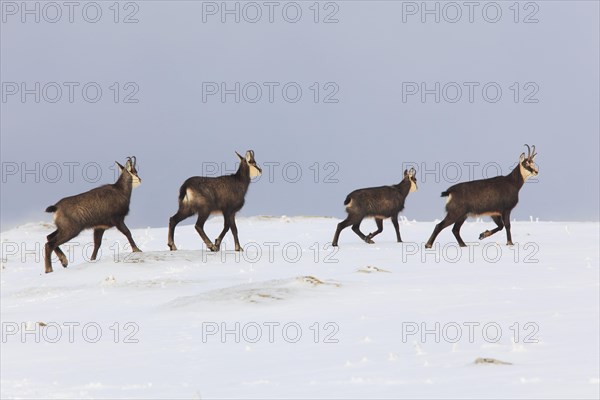 Chamois