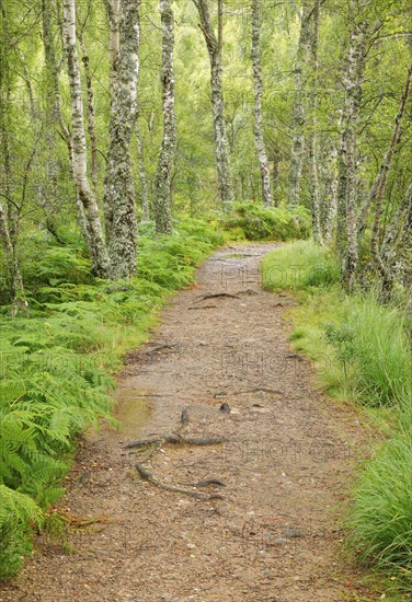 Footpath in birch forest