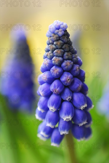 Grape hyacinth