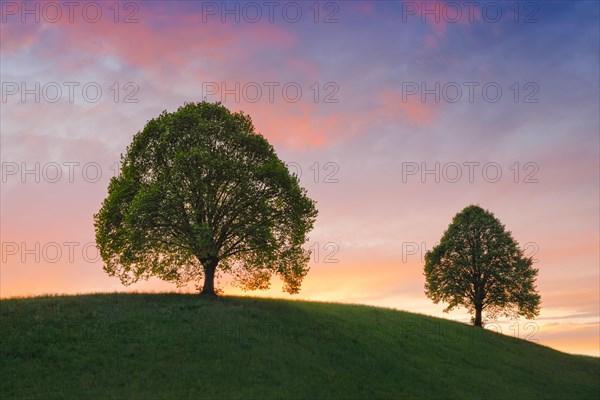 Linden trees near Ebmatingen in the Zurich Oberland