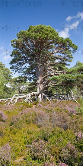 Scots pine