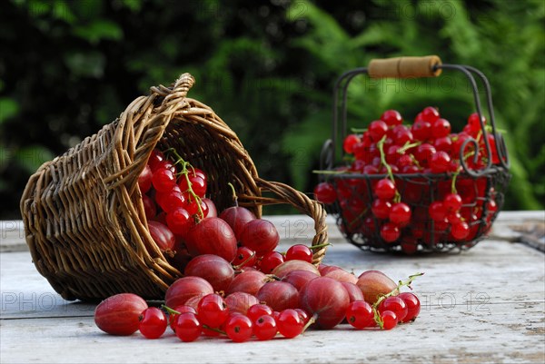 Basket with Gooseberriesand Redcurrants