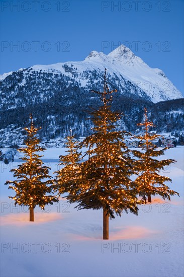 Christmas trees near Silvaplana