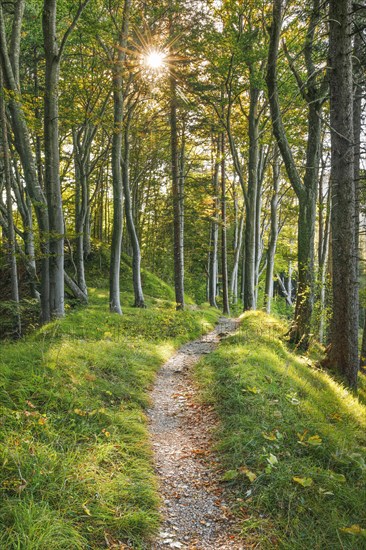 Waldweg