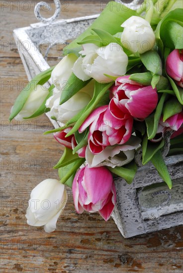 Ostrich tulips
