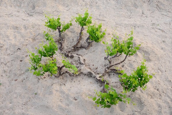 Vine