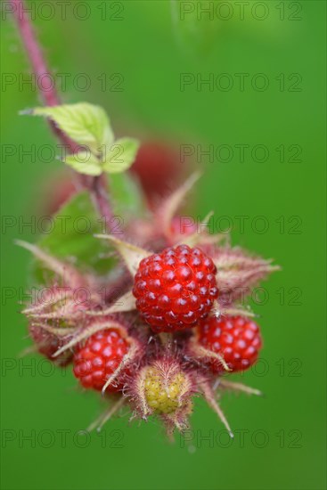 Japanese Wineberry