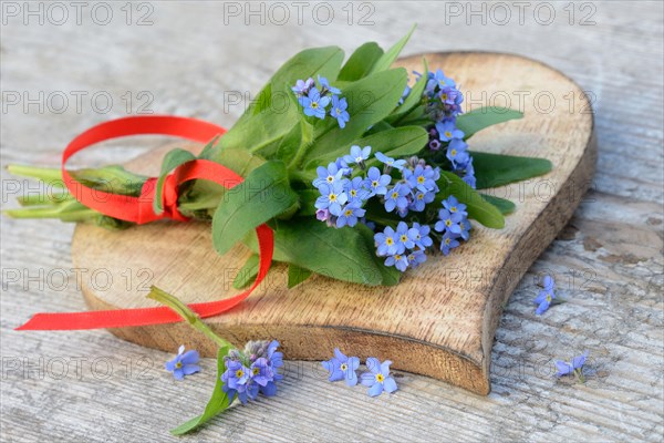 Forget-me-not