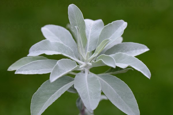 Indian smoking sage