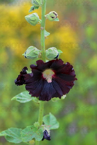 Black hollyhock