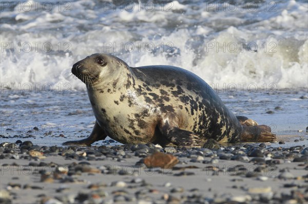 Grey seal