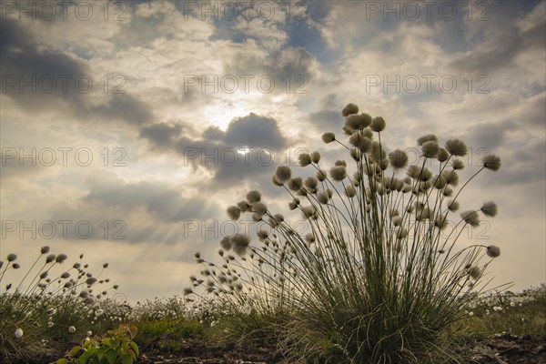Fruiting sheath cottongrass