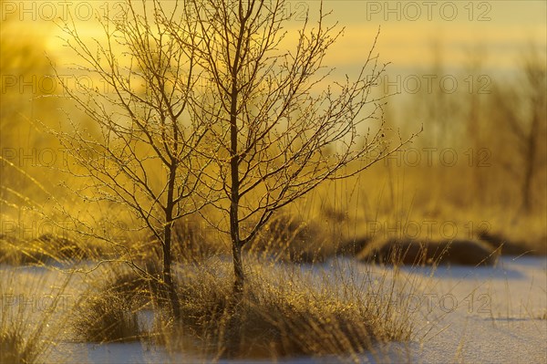 Birches trees