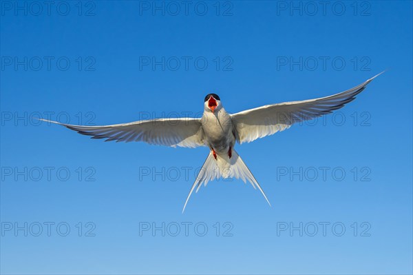 Arctic tern