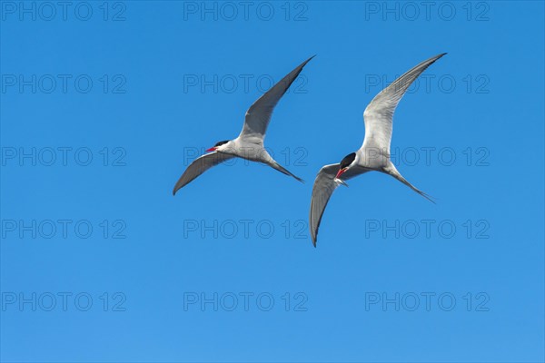 Arctic tern