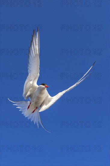 Arctic tern