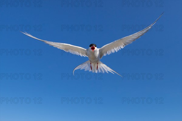 Arctic tern