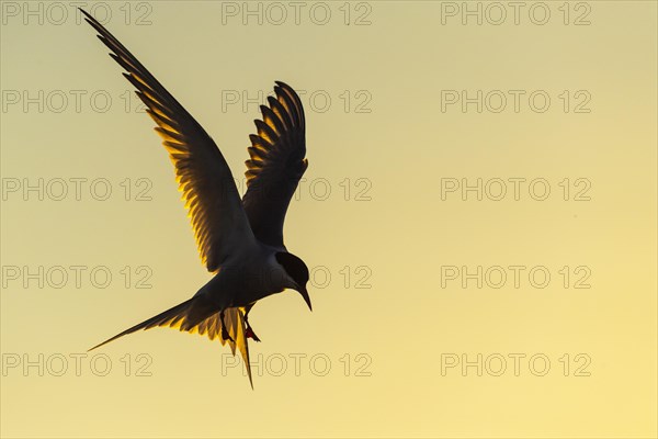 Arctic tern