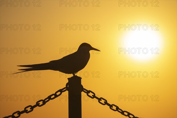 Arctic tern