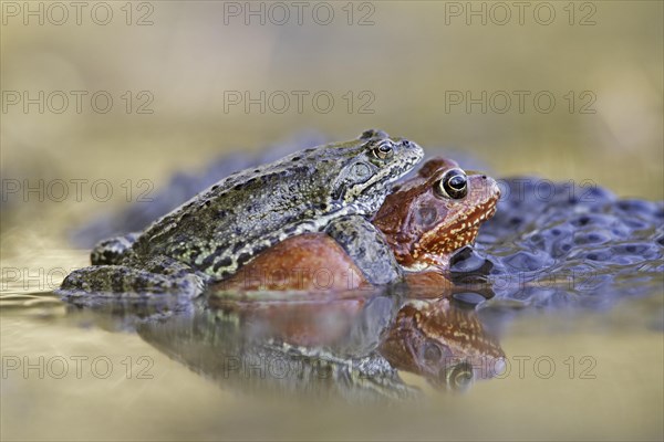 Common frog