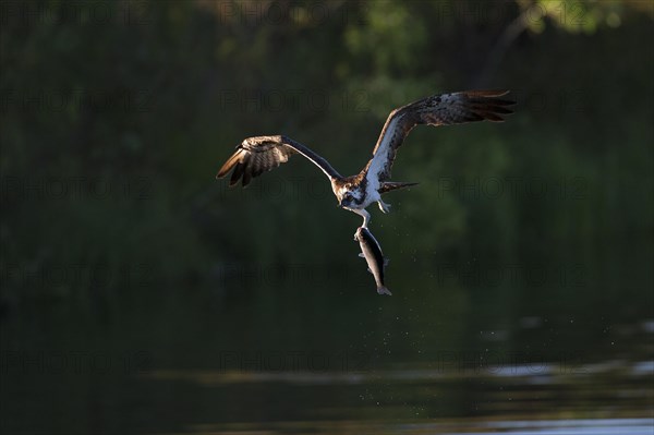 Western osprey