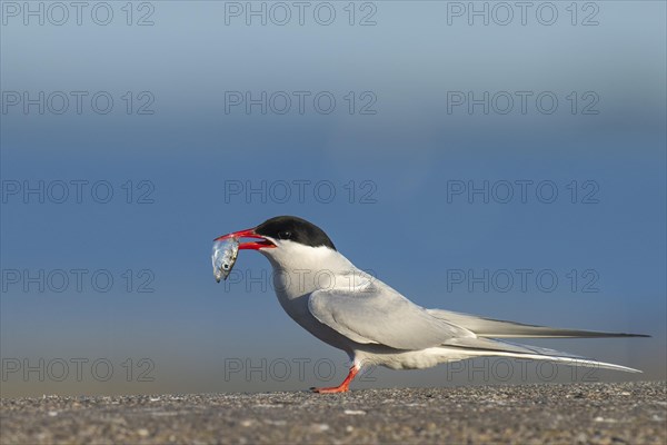 Arctic tern