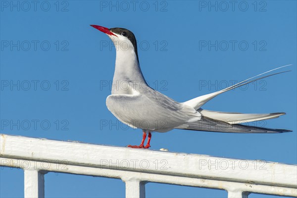 Arctic tern