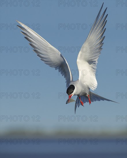 Arctic tern