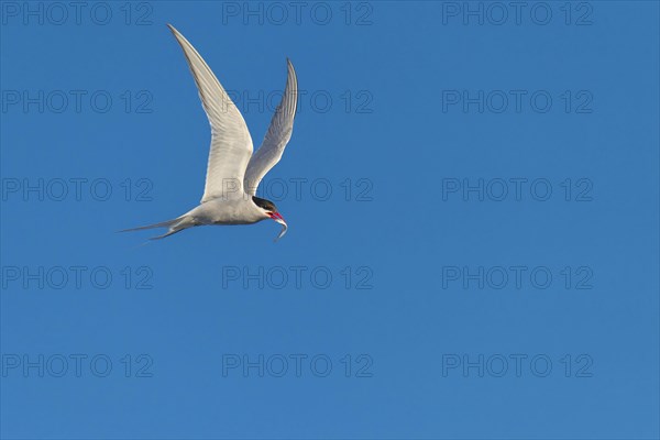Arctic tern