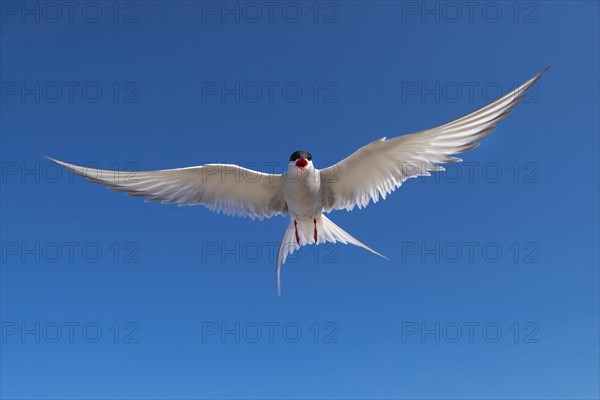 Arctic tern