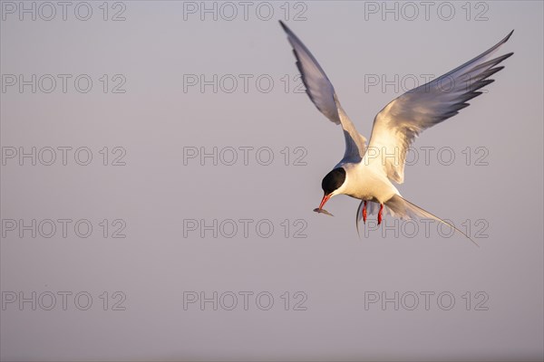 Arctic tern