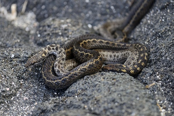 Banded Galapagos Snakes