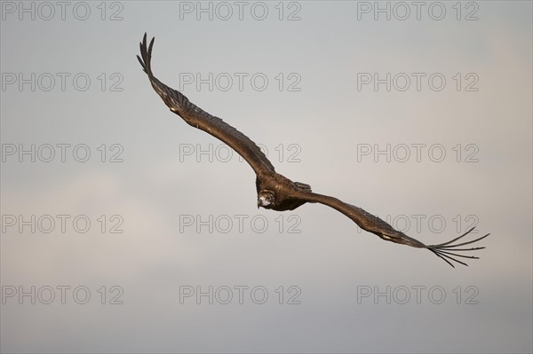 Cinereous vulture