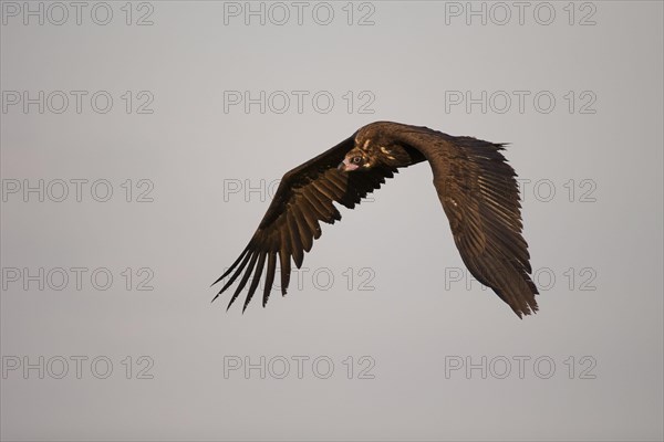 Monk vulture