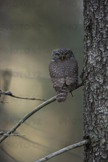 Pygmy owl