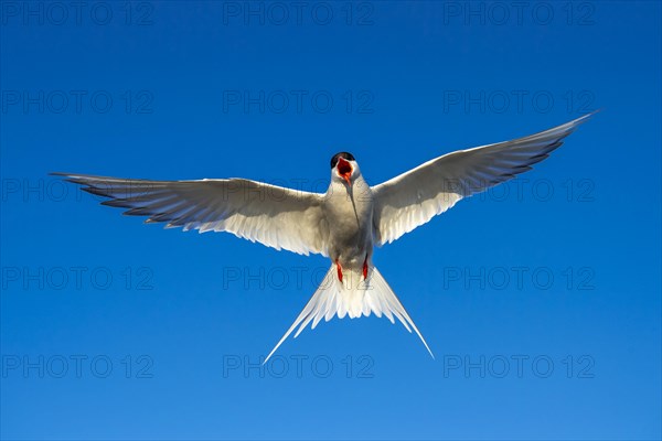 Arctic tern