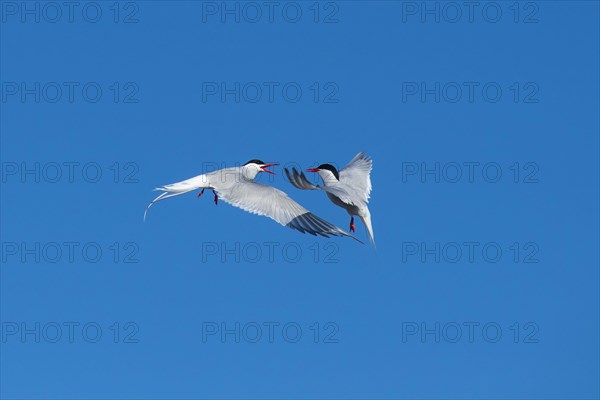 Arctic tern