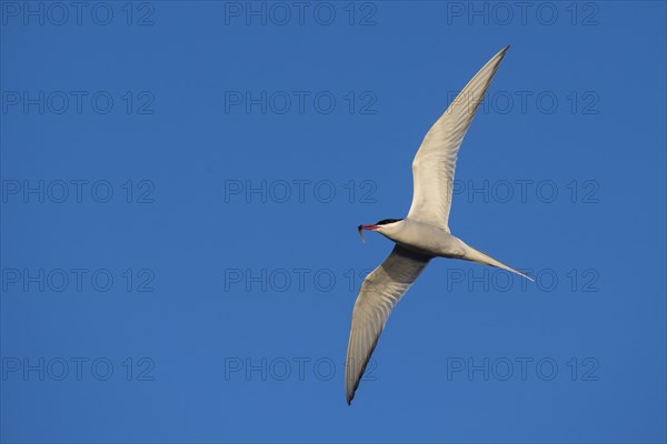 Arctic tern