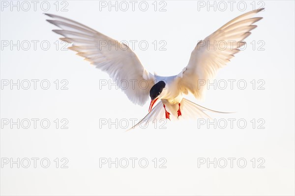 Arctic tern