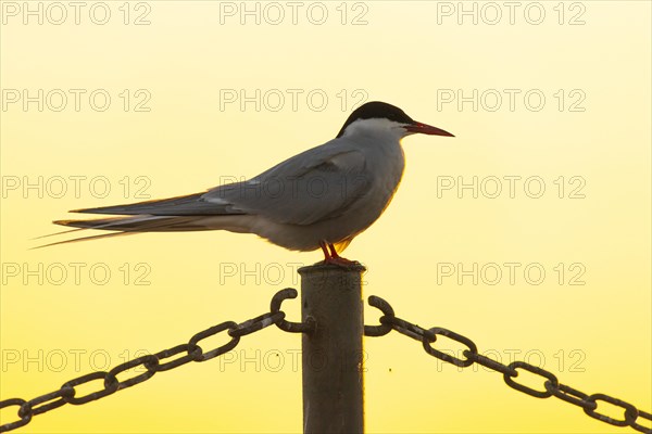 Arctic tern